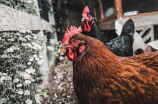 兴宁市政府发布规定，禁止饲养家禽家畜！
