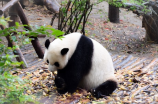 【四川卧龙】看卧龙熊猫基地里的可爱大熊猫们